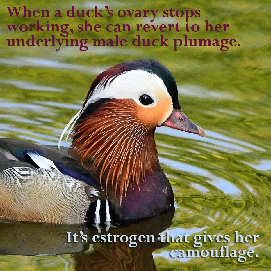 ducks